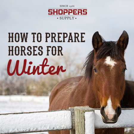 How to Prepare Horses For Winter