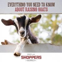 Everything to Know About Raising Goats