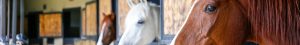 Equine banner