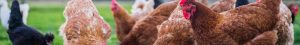 Livestock banner