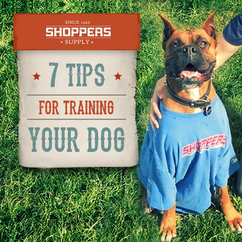 7 Tips for Training Your Dog