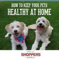 How to Keep Pets Healthy At Home