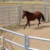 Horse Pen