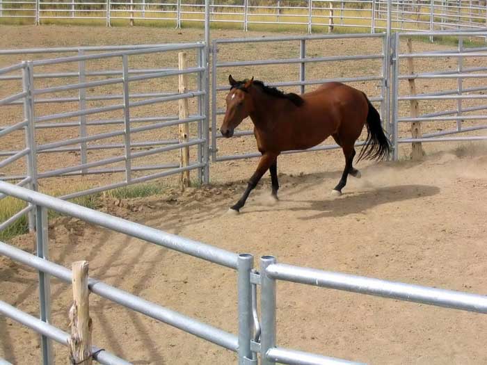 Horse Pen