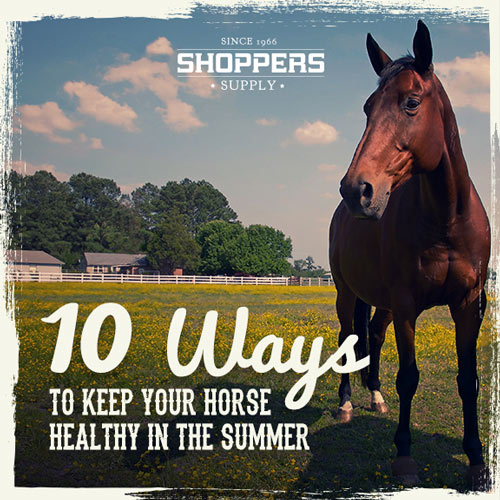 10 Ways to Keep your Horse Healthy in the Summer