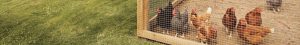 LIVESTOCK & AG - Poultry Supplies