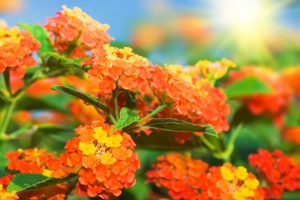 Lantana flowers