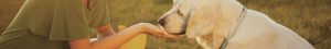PETS - Accessories