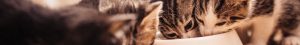 PETS - Food