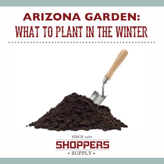 What to Plant in Arizona Winter