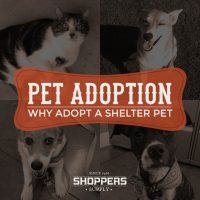 Why Adopt a Shelter Pet