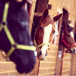 Horses in stable