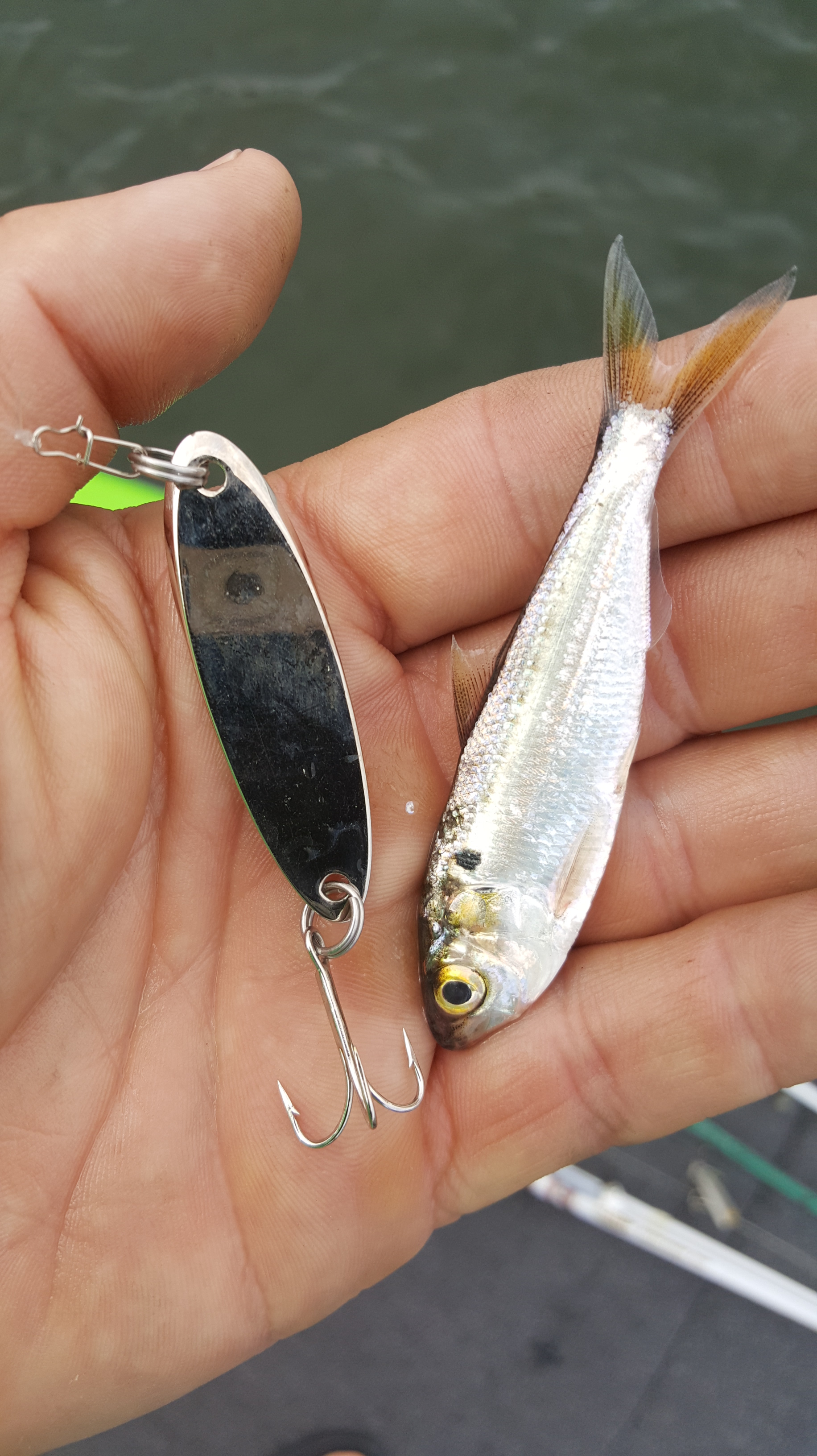 Fishing lures