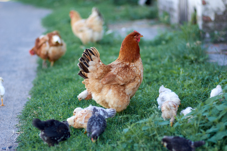 Rooster and chickens on the farm