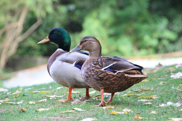 picture of ducks in grass