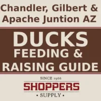 What Do Ducks Eat? A Feeding Guide To Raising Them