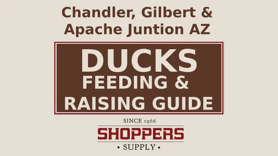 What Do Ducks Eat? A Feeding Guide To Raising Them