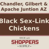 Black Sex-Link Chickens Chicks Eggs and Feed