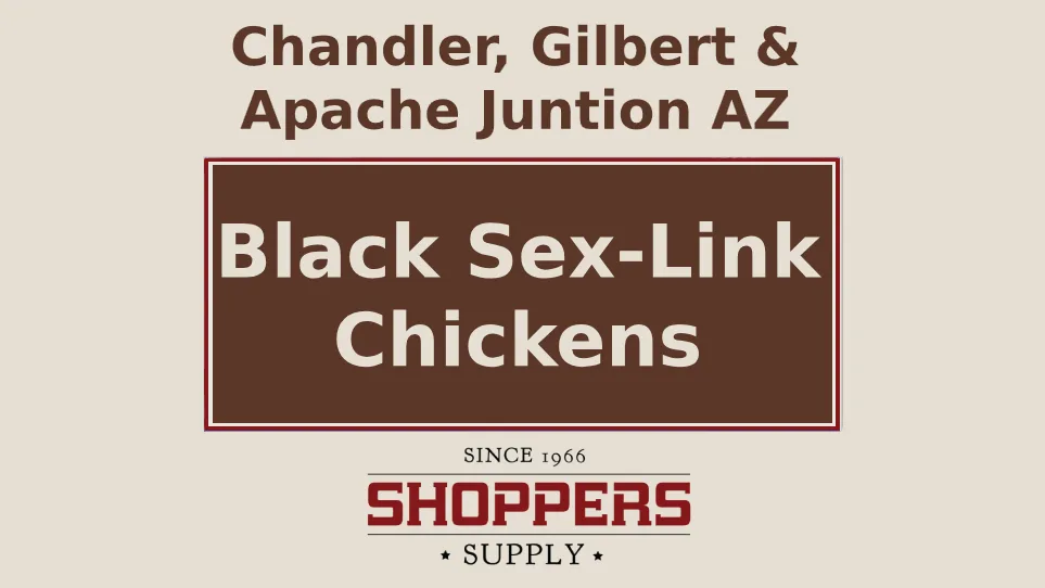 Black Sex-Link Chickens Chicks Eggs and Feed