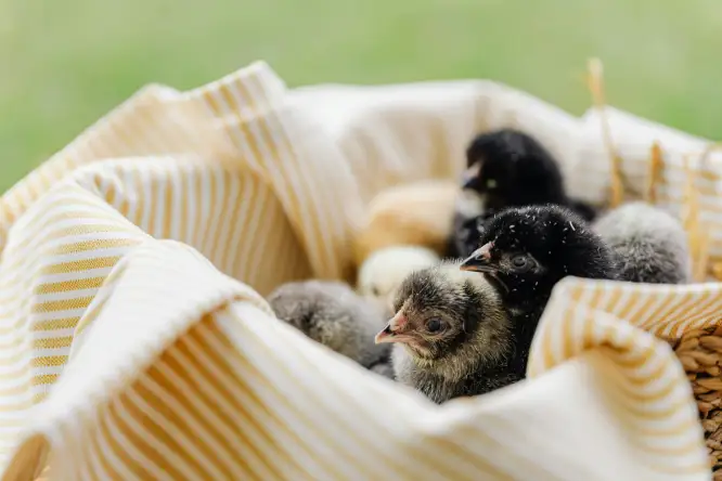 baby chicks in a basket