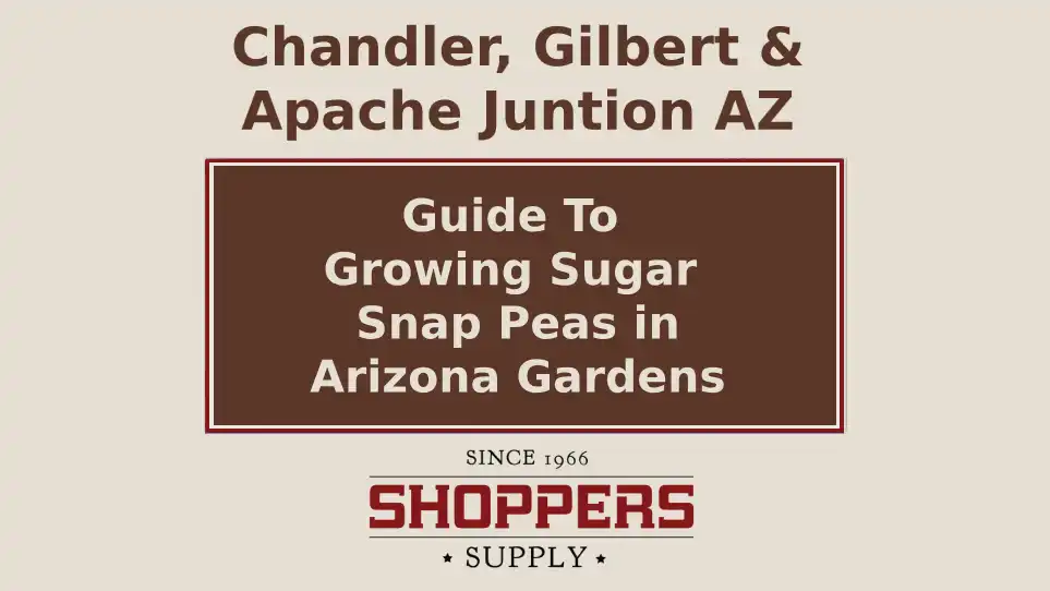 A Guide To Growing Sugar Snap Peas in Your Arizona Garden